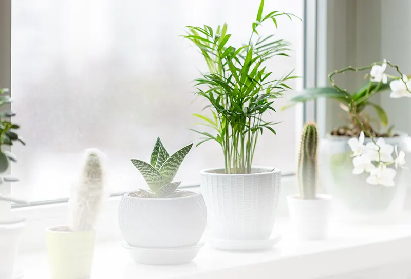 Plantes d intérieur